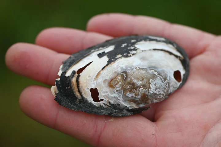 Baggerarbeiten töten vom Aussterben bedrohte Bachmuscheln